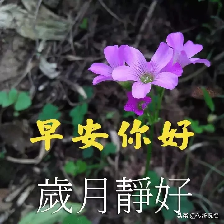 朋友们早上好祝福语图片合集 早上好新版漂亮的表情包图片