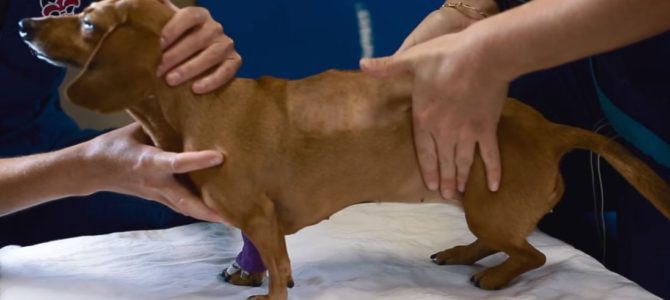 狗狗尿路感染，是怎麽引起的？注意8個方面可以降低患病幾率
