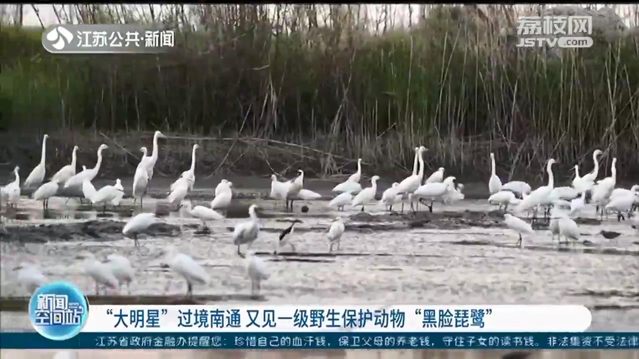 “大明星”过境南通！又见一级野生保护动物黑脸琵鹭