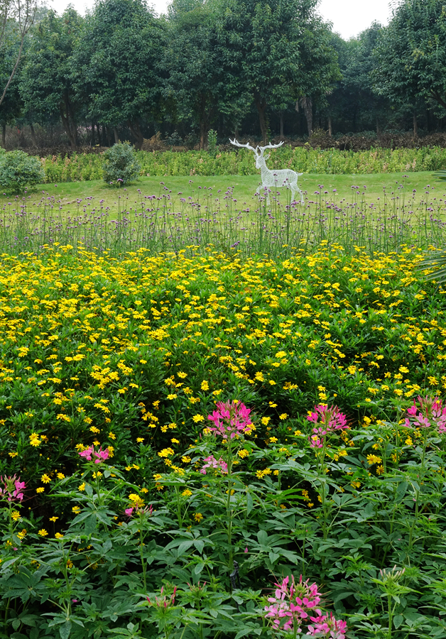 走进洛阳天囿牡丹园网红花海欢乐节