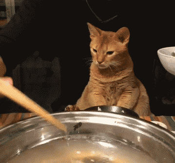 貓咪定點喂食后，瘦了20斤！之前因為太能吃，患上脂肪肝、糖尿病