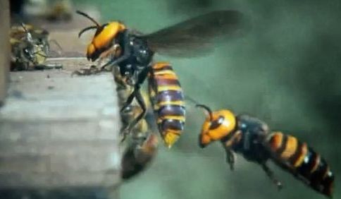 疫情形势严峻，外来物种入侵美国，官员：可致