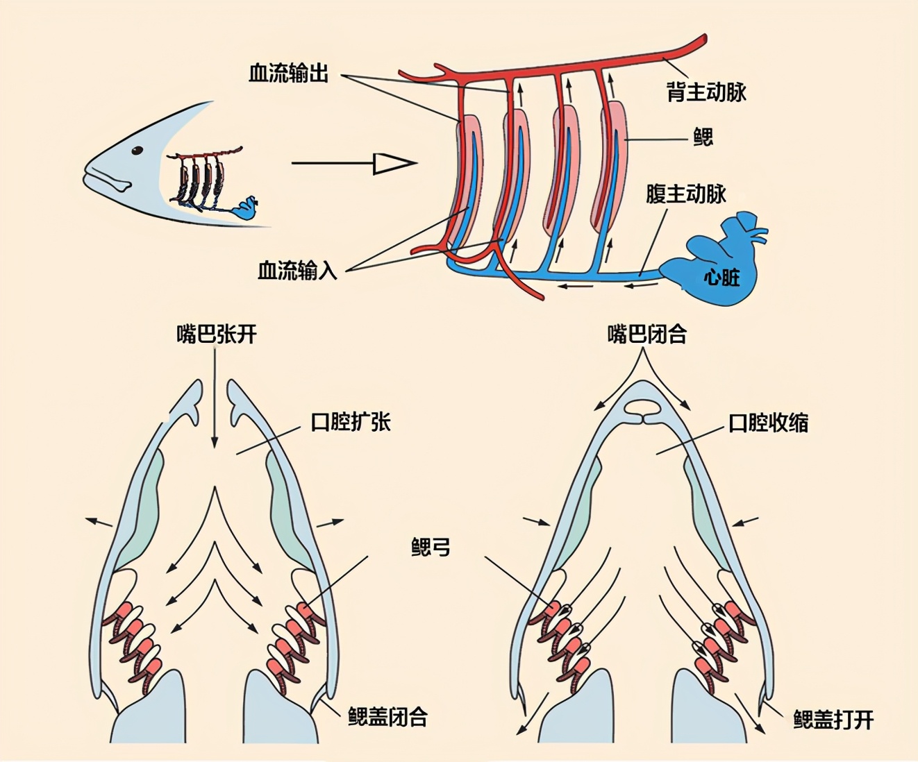 鱼鳃呼吸的验证：呼吸氧气与呼出二氧化碳