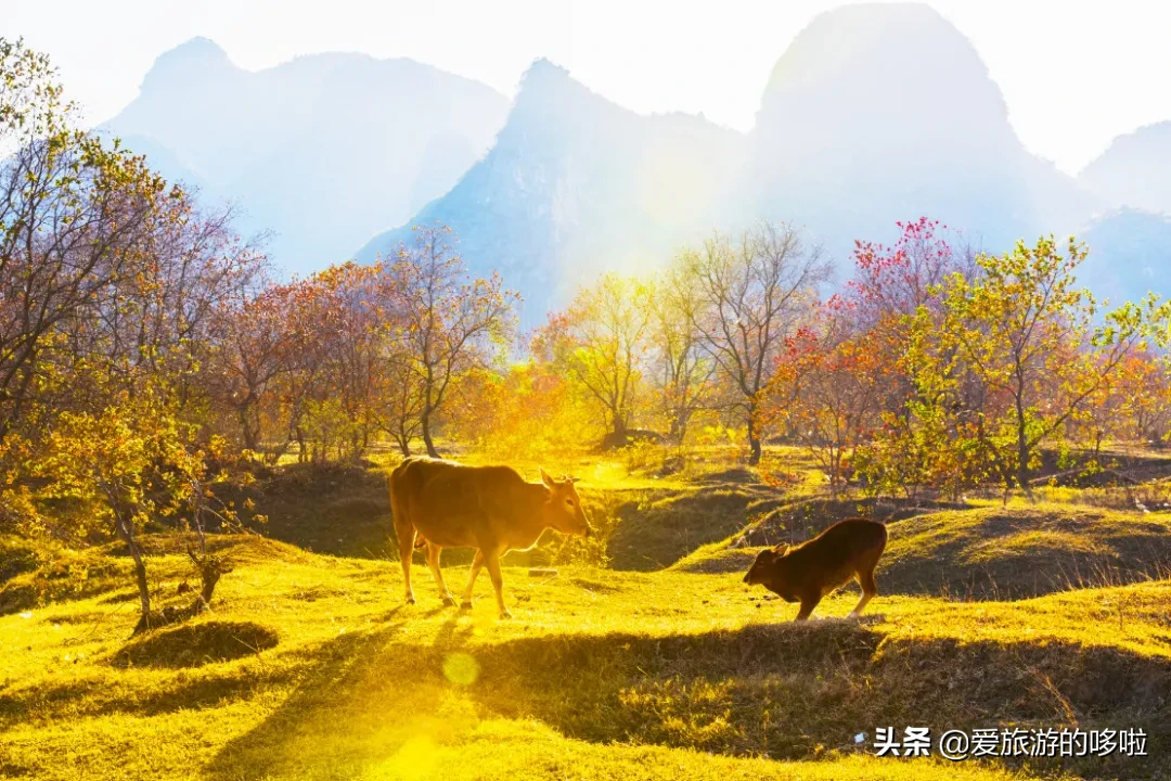 The best place to travel in October-November, the late autumn tour bus is about to depart