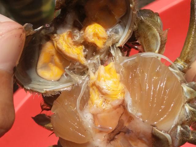 螃蟹出现肝胰腺萎缩怎么回事 螃蟹水瘪子病怎么治