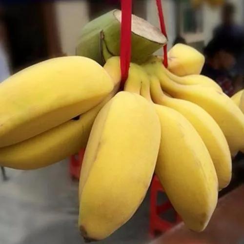 香蕉、芭蕉、米蕉，你吃過哪幾種蕉？