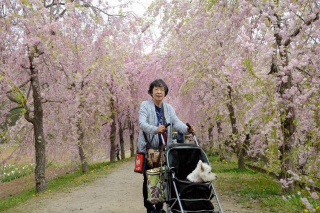 日本主妇去世后，生前日记遭曝光，揭开了一段长达52年的故事