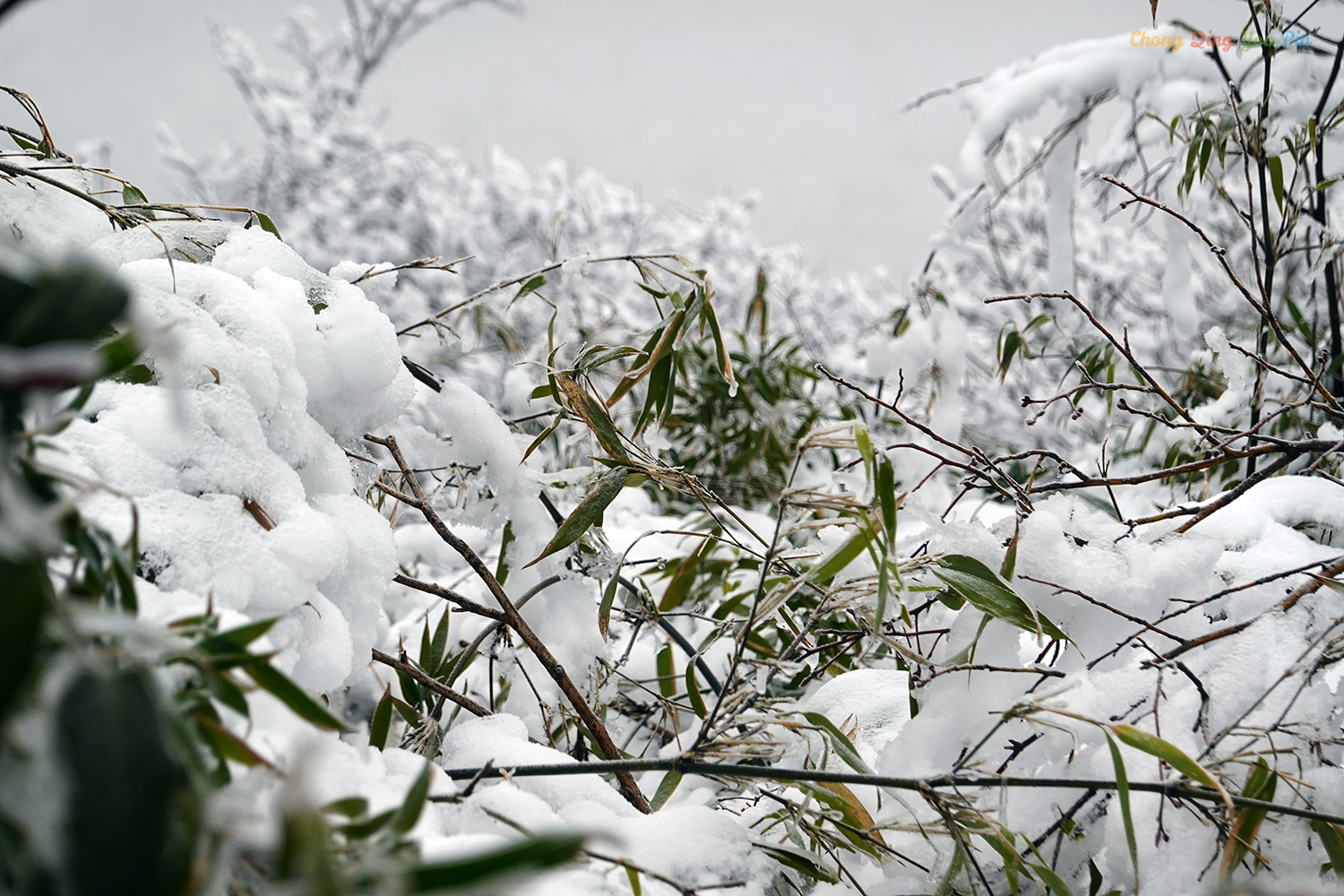 重庆难得的滑雪胜地，冬日里的金佛山，南方人也能看雪了
