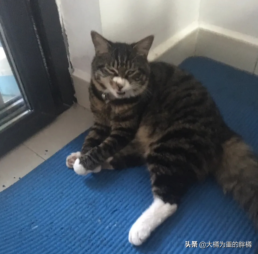 Feline Mi loves to sniff host smelly leg, "Above " hind bite a foot, master one foot spurn, it still holds out bear grudges