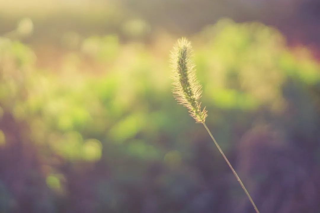 35句落寞诗词，句句凄美，说尽你寂寞的心事