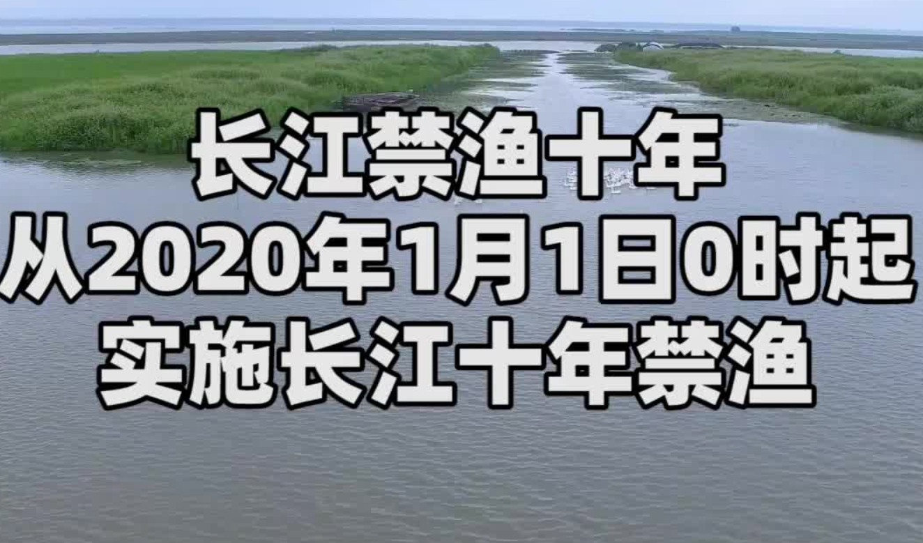 小龙虾引入92年，长江重点水域实行10年禁渔期，引发泛滥担忧
