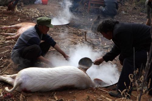 在农村过年时，杀猪是很常见的事，你们哪里呢