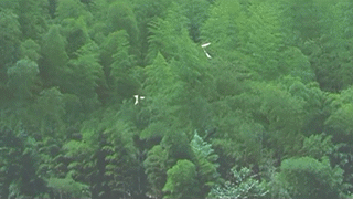 为什么武侠片里的大侠都会飞？