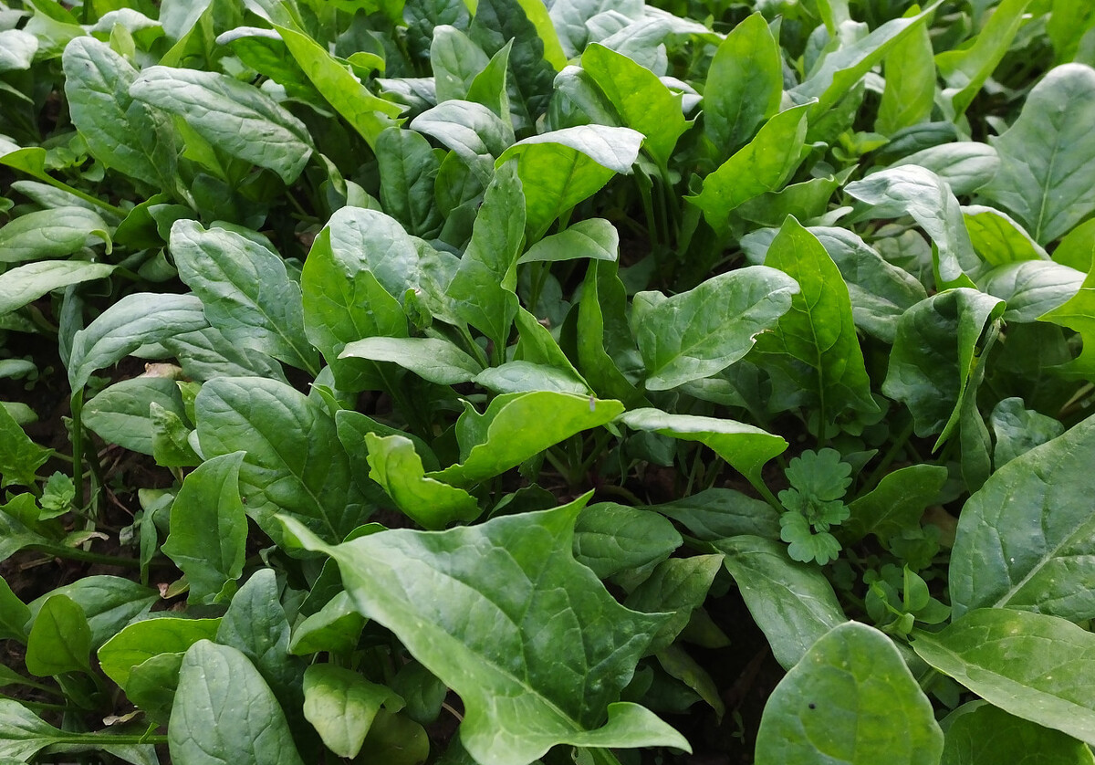 春天，寧可不吃肉也要吃這些菜，順應時節，葉酸豐富，女人要常吃