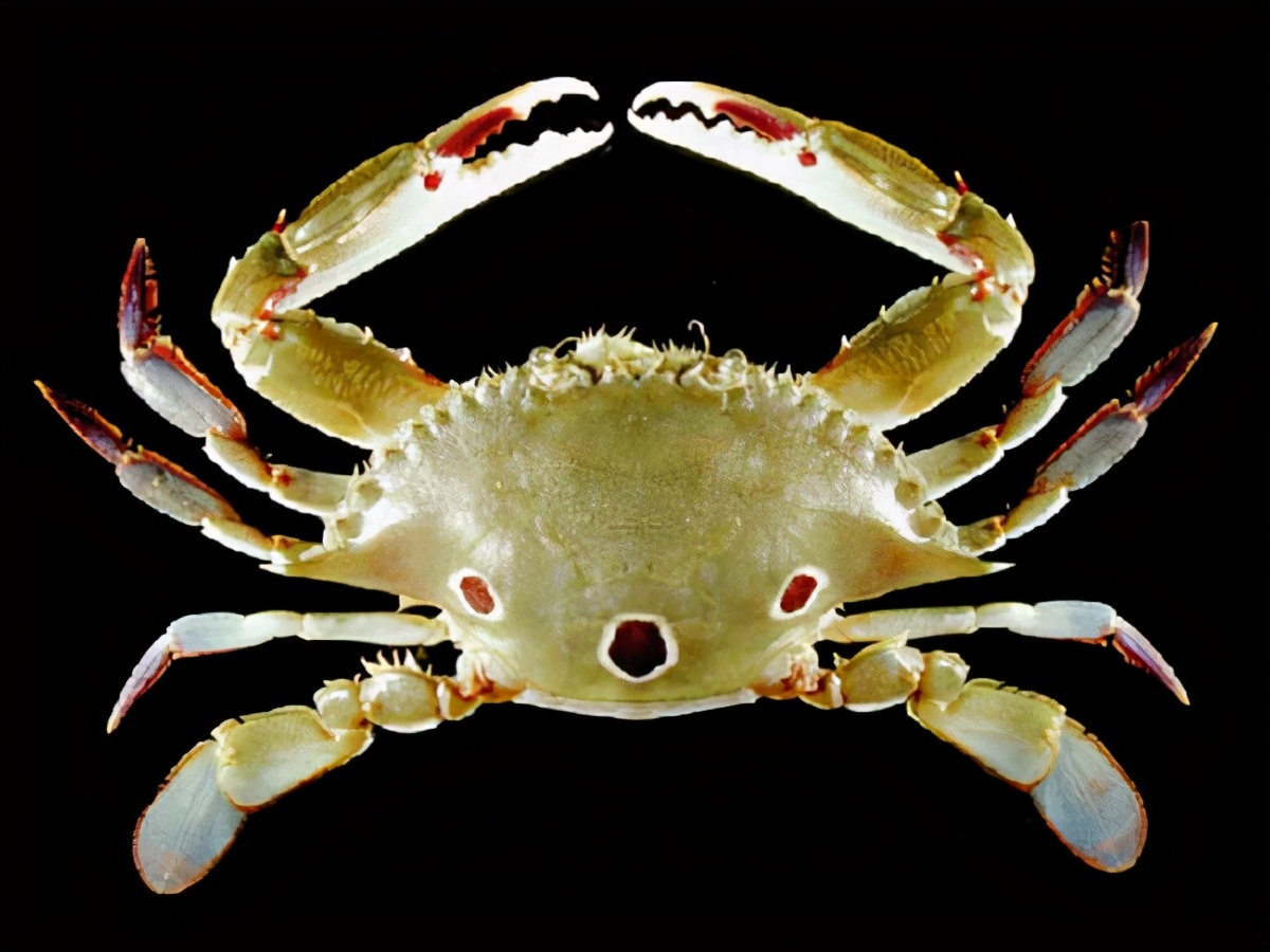 蟹类图集_淡水两栖_西南渔业网 水花鱼 水产养殖专业