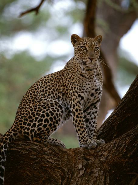 动物趣闻之《醉豹》下篇-第1张图片-大千世界