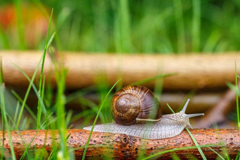 "铁甲海蜗牛":吸收海矿变身"铁甲&qu