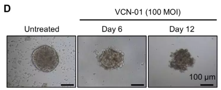 Ȩ���о�����ϸ��������Ѫ���������ڣ����Ƿ������ж������