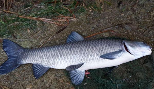 鲤科六大鱼类草鲢鳙青和鲤鱼鲫鱼的生物学特征和辨析