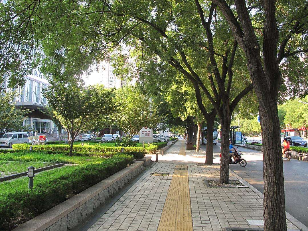 四川國槐