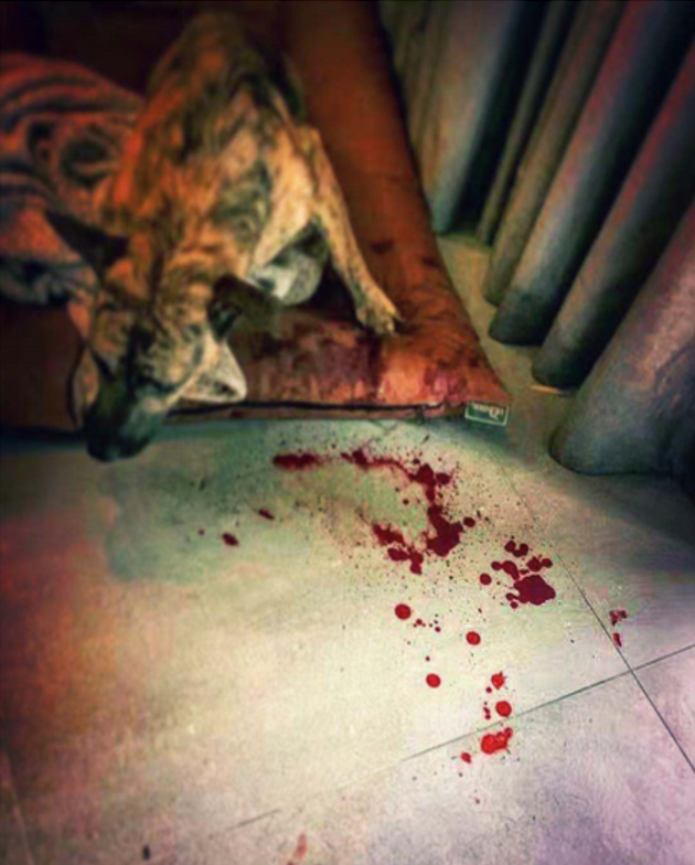 知名歌手曹格被自家狗咬伤，地板上全是血渍，爱犬腿部残疾脾气差