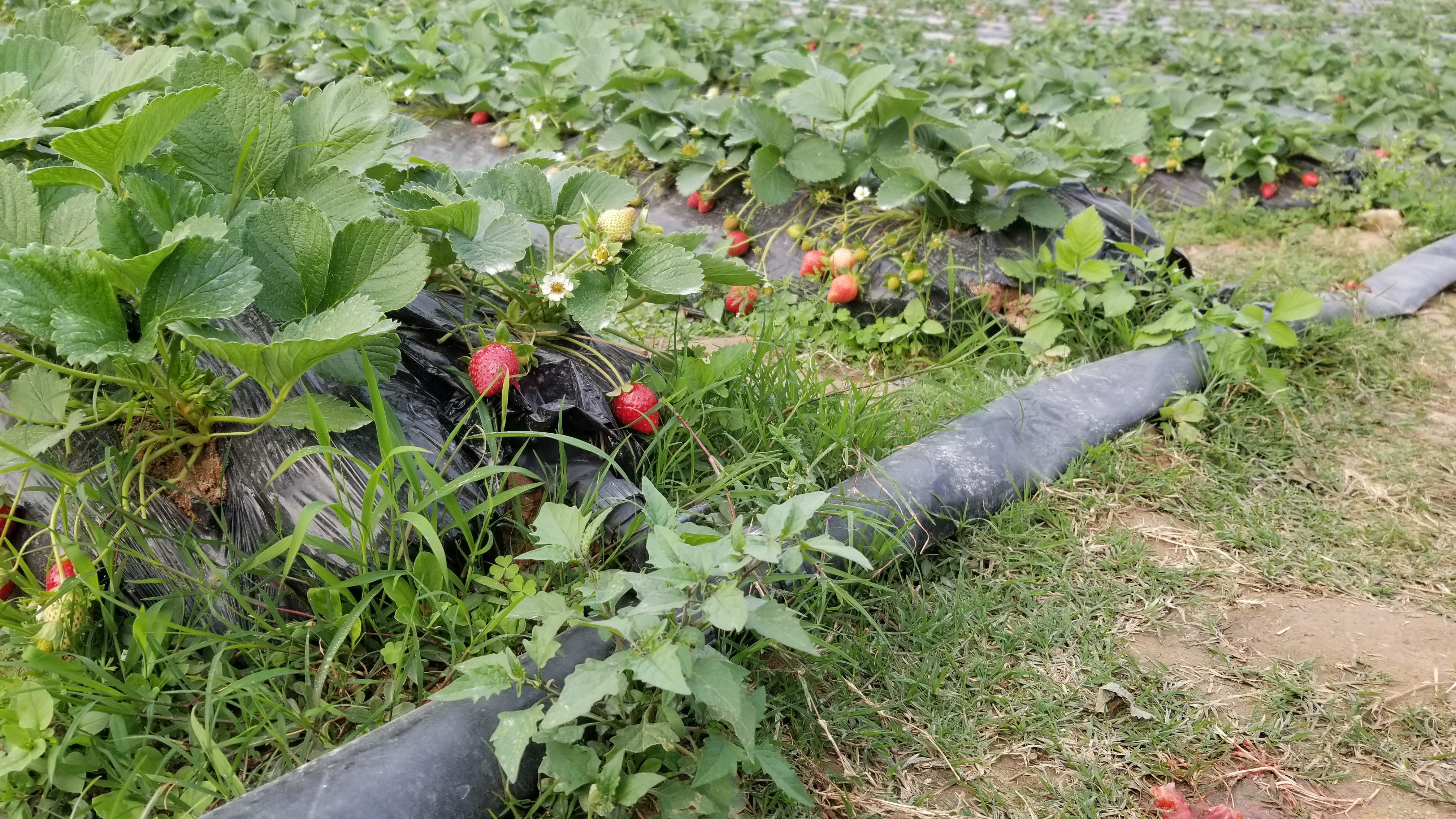 广东的一个草莓园!老板说在地里可以免费吃饱了再上来!