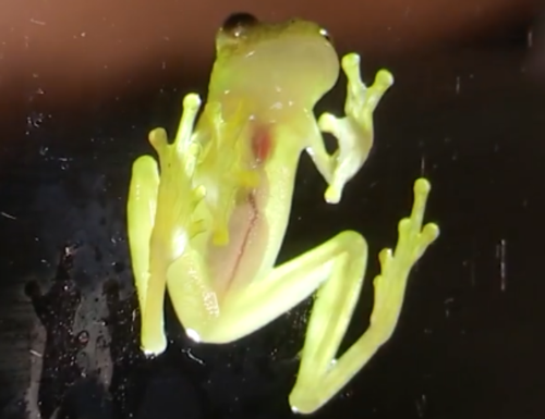 透過皮膚一眼就能看到內髒，這6種透明生物毫無隱私可言