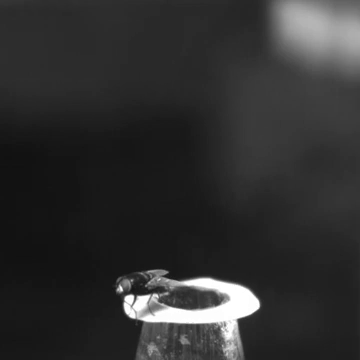 為何蒼蠅那么難拍？運(yùn)動感知比人眼快6倍，機(jī)動快50倍