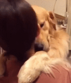 救命！阿拉斯加向我撒娇求抱，然后，我的腰断了