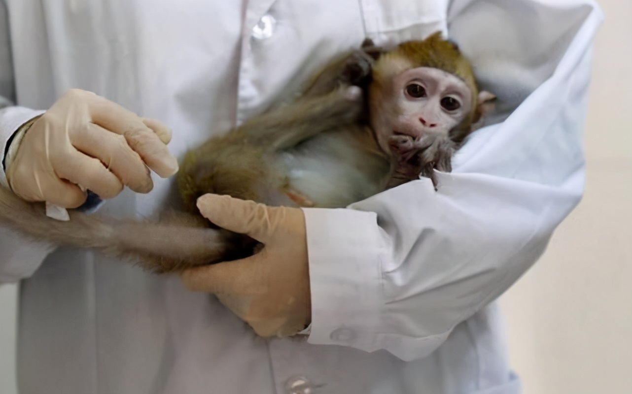 終於攤牌？ 美國研發新冠疫苗缺實驗猴，卻賴中國閉關鎖猴