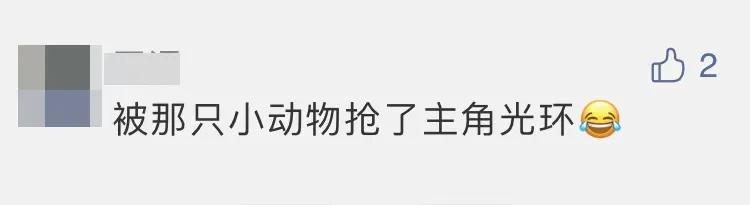 热议-嫦娥五号着陆瞬间:小动物抢镜,预示着什么、到底是玉兔还是沙狐