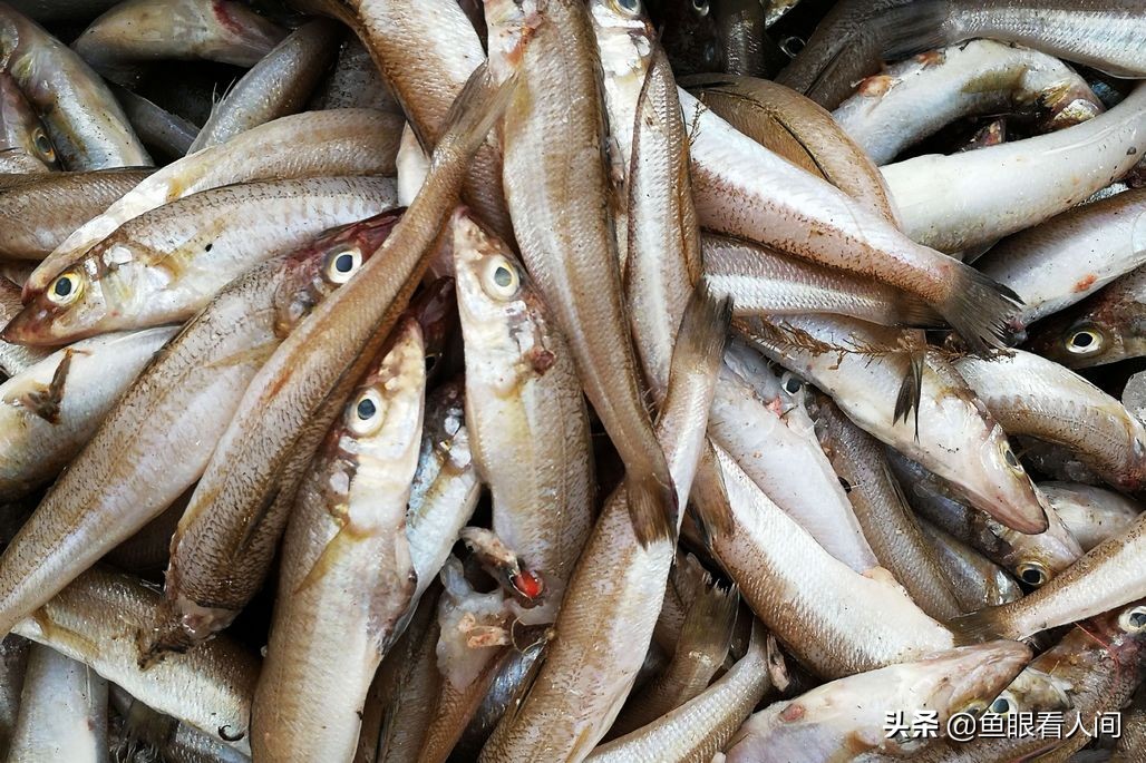 海鲜到市场涨价两成多，4元一斤带鱼到7元，开渔后梭子蟹价稳