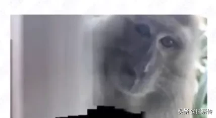 马来西亚一猴子偷手机后疯狂自拍还录制了一段“吃播”视频