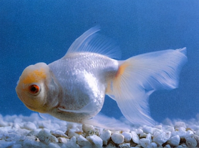 漂亮的金鱼欣赏108种