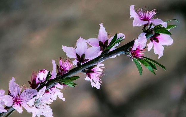 春暖花开的唯美句子：淡看流年烟火，细品岁月静好图片