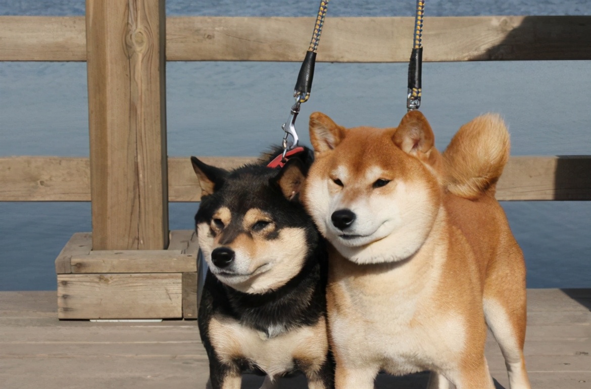 柴犬还是土狗，不想狸猫换太子，关键看5点