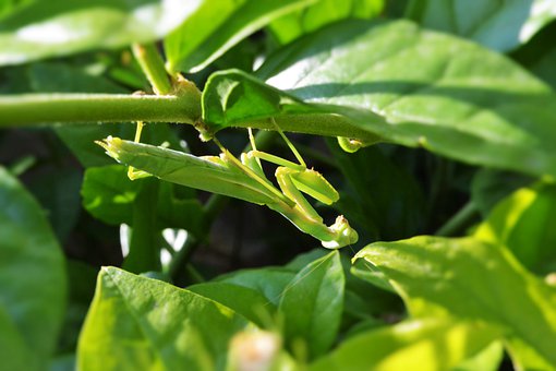 螳螂有保护色,有的并有拟态,与其所处环境相似,借以捕食多种害虫.