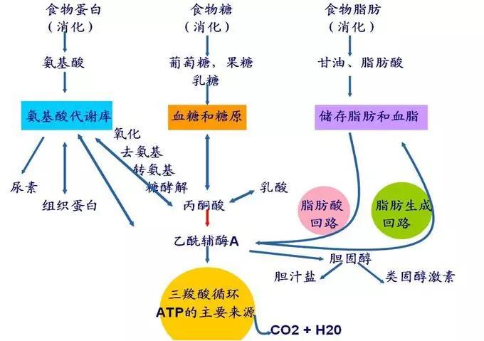 NADH和NAD+参与三羧酸循环生产大量ATP，是细胞生命活动能量的重要来源，同时此过程也促进脂类的氧化代谢，燃脂减重。