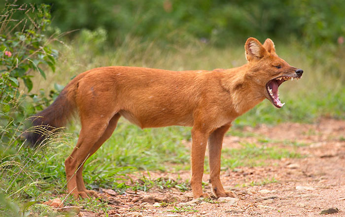 農村人口中亦正亦邪的猛獸，豺狗真的會保護人嗎？
