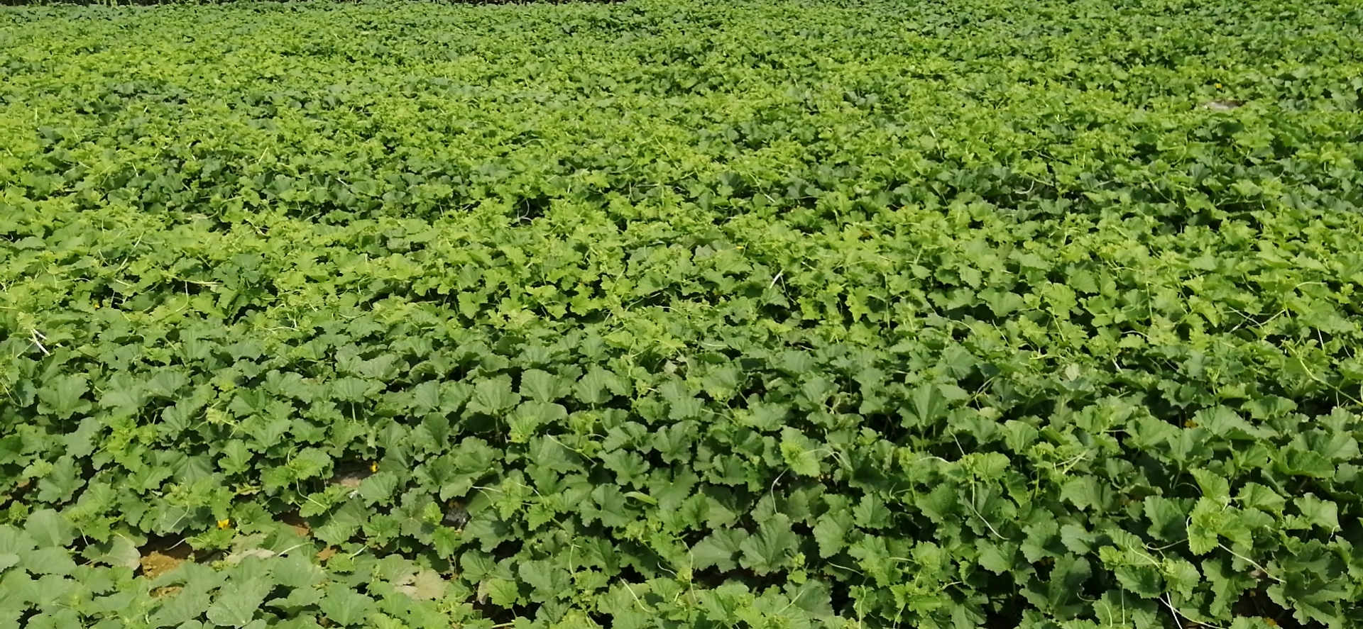 天然種植 享受健康—九臺區土們嶺鎮曉俊種植業(yè)家庭農場(chǎng)