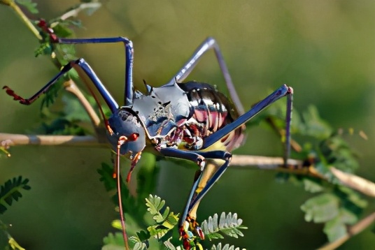 会捕食鸟类的虫子,世界上最大的螽斯,全身铠甲遇到危险会喷血