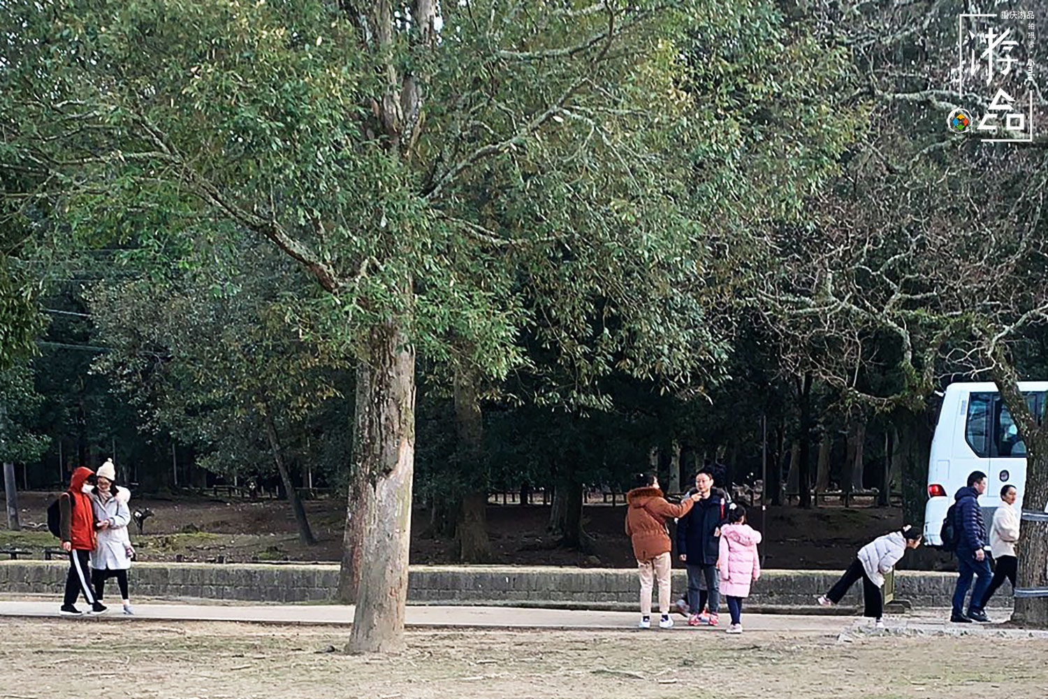 在日本奈良给小鹿当“饲养员”，饲料200日元一份，还必须说英文