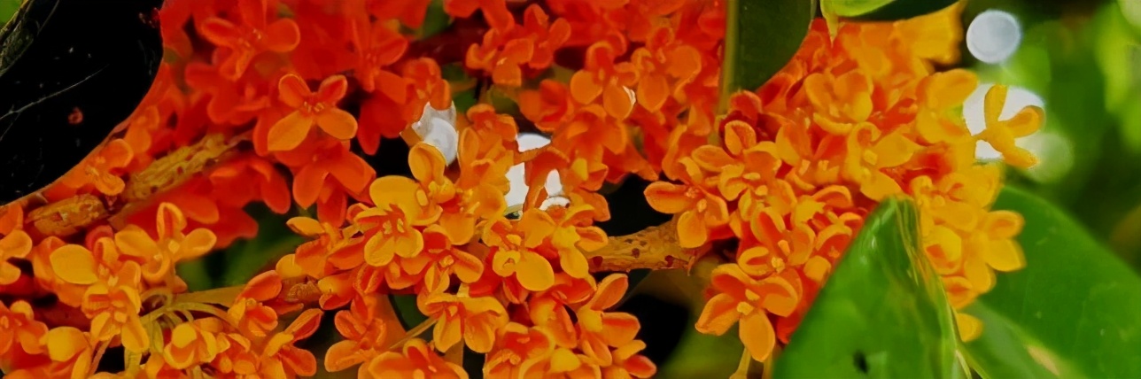 武汉这个漫长的秋天，是大自然馈赠的礼物啊