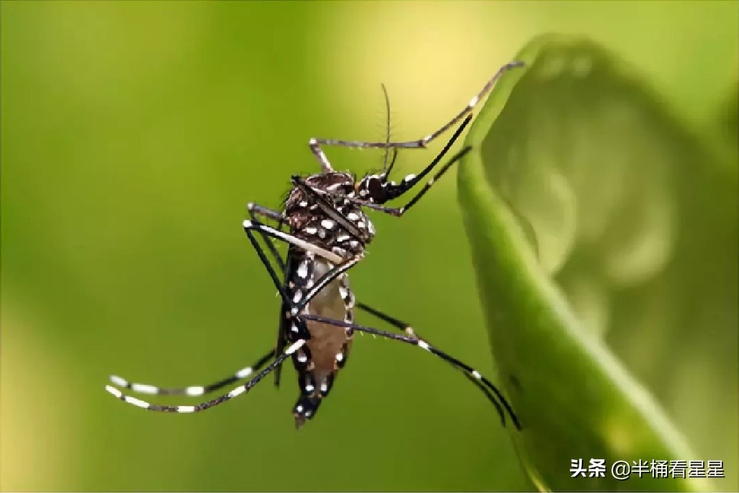美國釋放10億隻轉基因蚊子？ 中國也這樣幹過