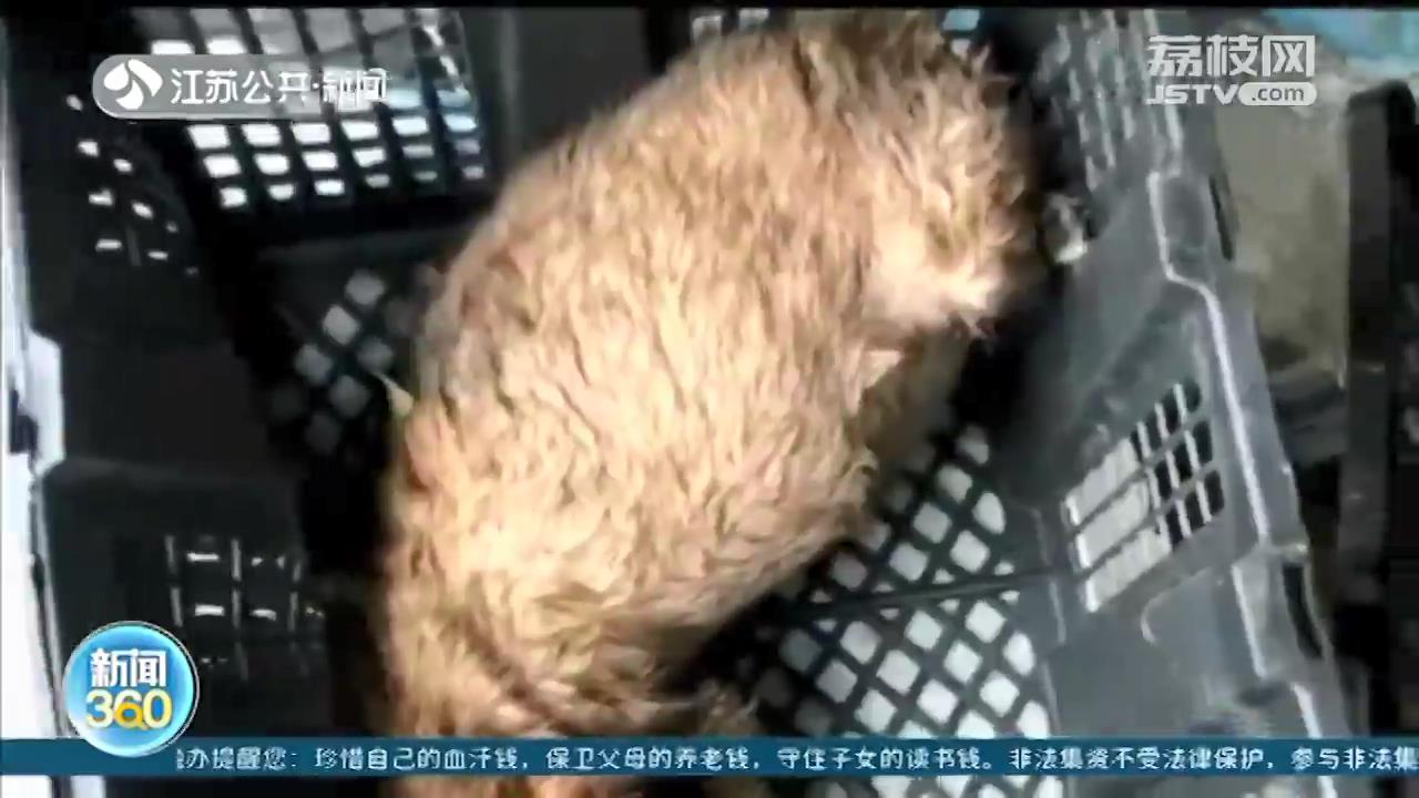 苏州宠物盲盒7只存活狗狗尚在治疗 中通快递承担医治费用