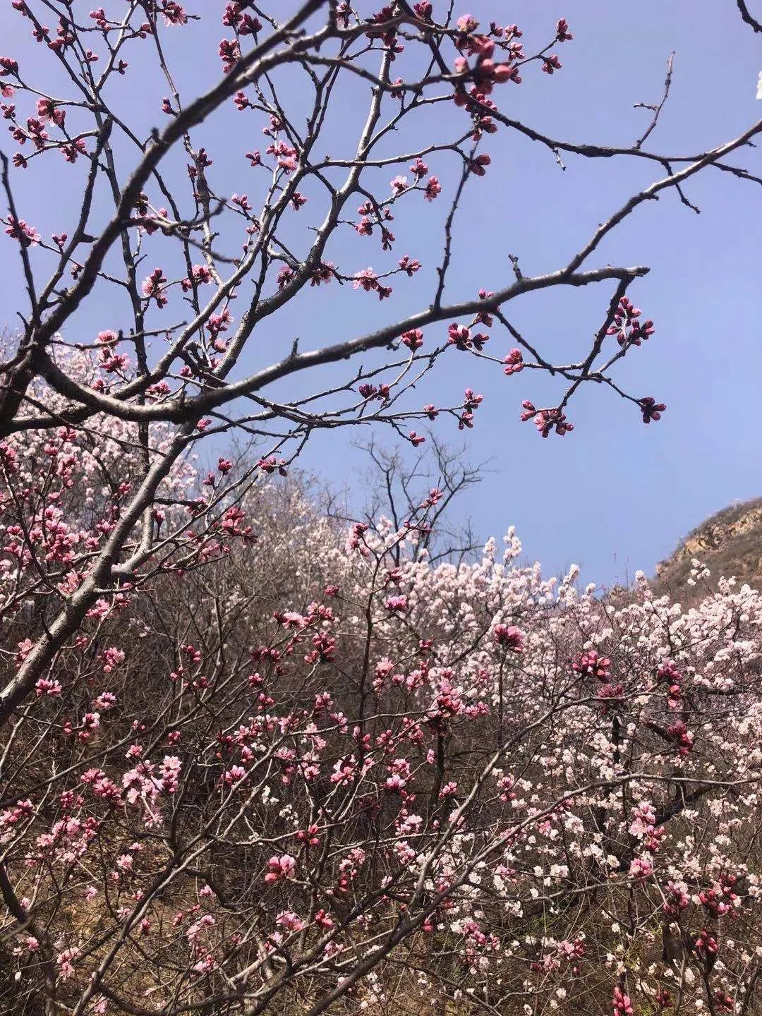 春游踏青 | 青创会组织首次户外烧烤，赏漫山桃花