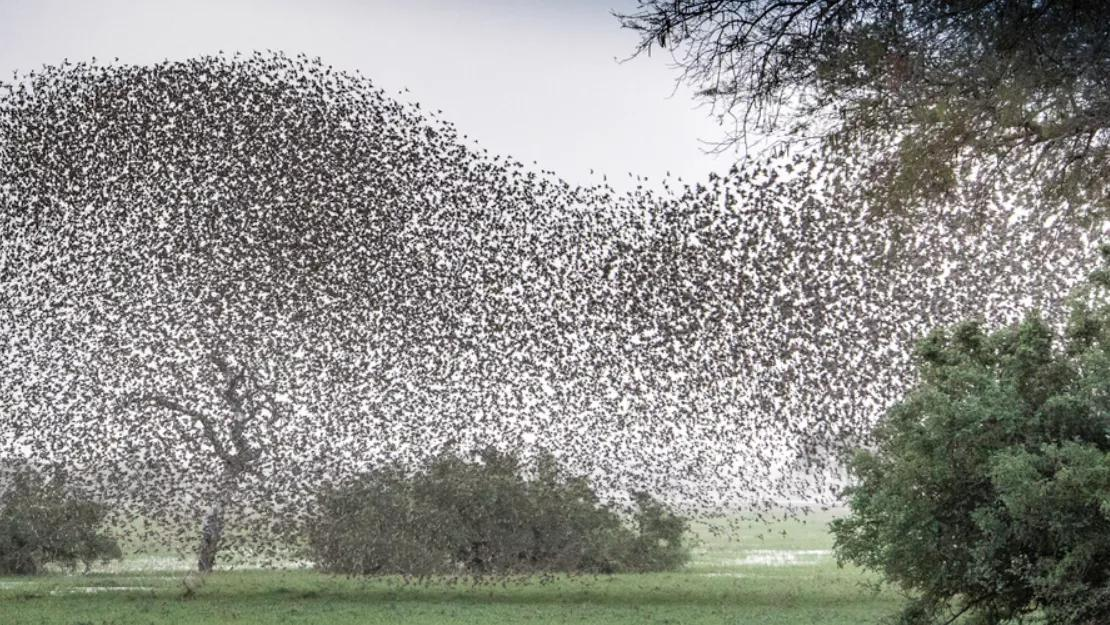 非洲麻雀氾濫，圍毆大象，引發糧食災荒，15億隻吃都吃不絕