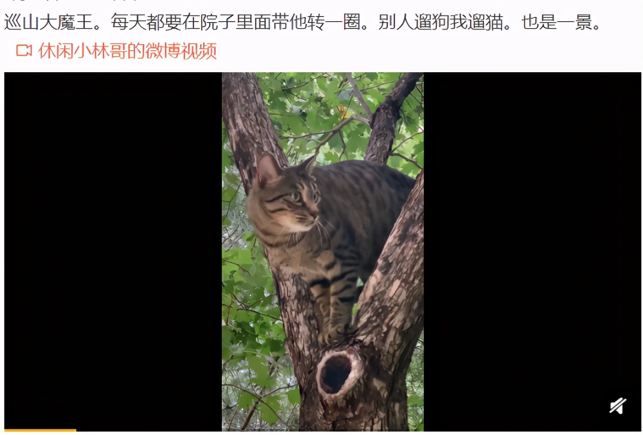 关晓彤郑爽杨幂，仨女星爸爸一个比一个厉害