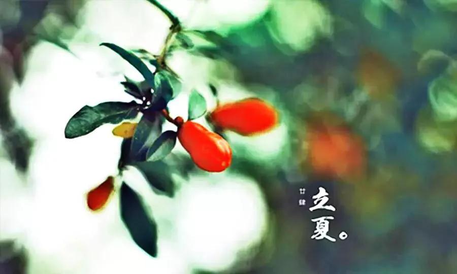 七绝《立夏》