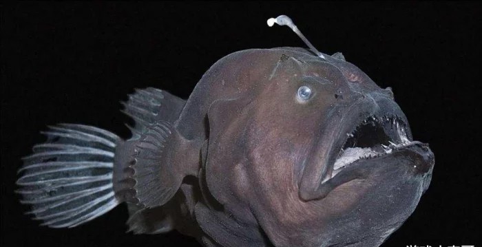 万米深海下的鱼到底有多恐怖，这已经不是鱼了